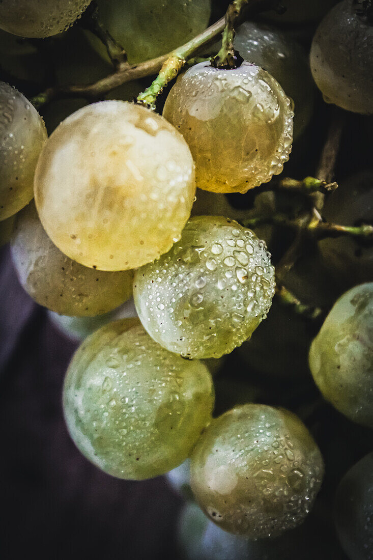 Grapes (Close Up)