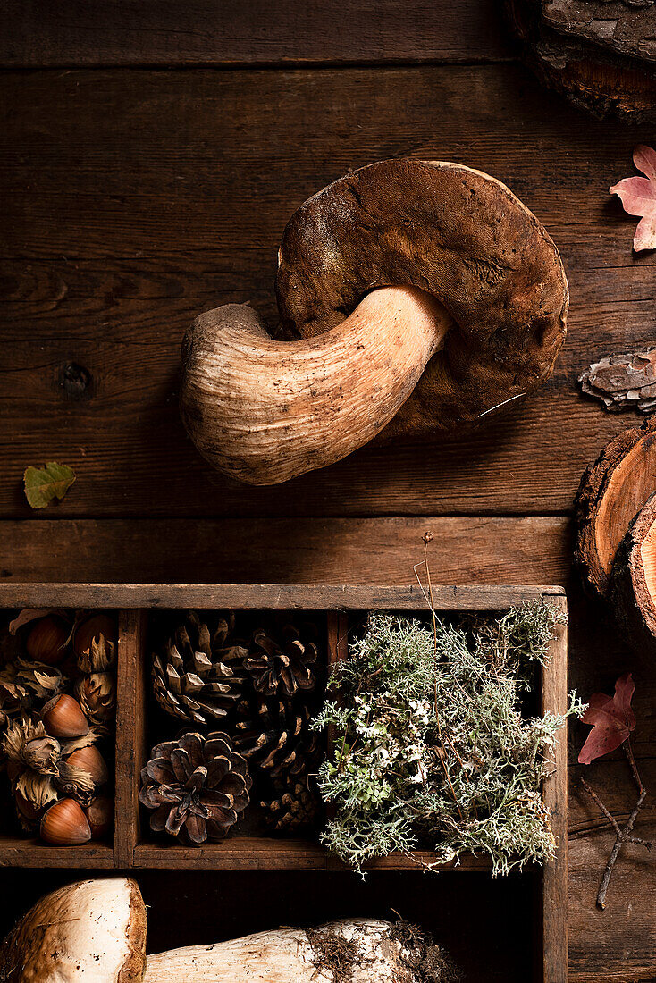 Porcini mushrooms, autumnal composition