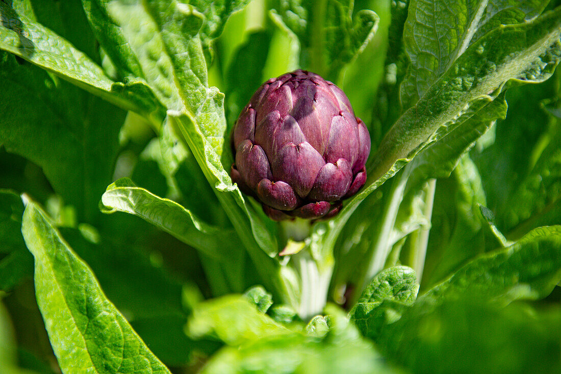 Artischocke an der Pflanze in einem Gemüsegarten