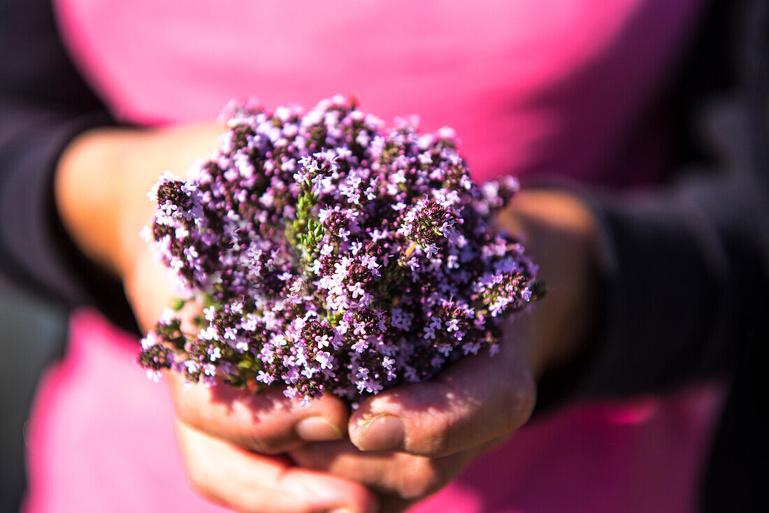 Hands holding a bouquet of flowering thyme