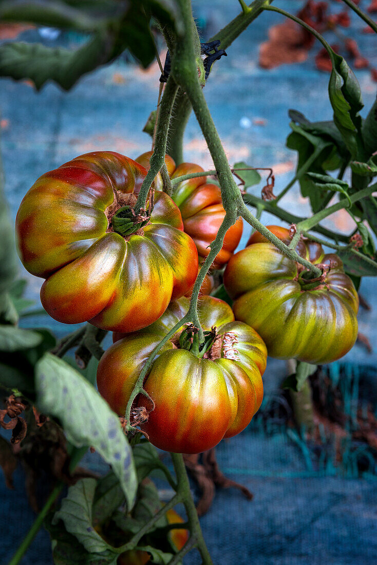 Flesh tomatoes on a bush