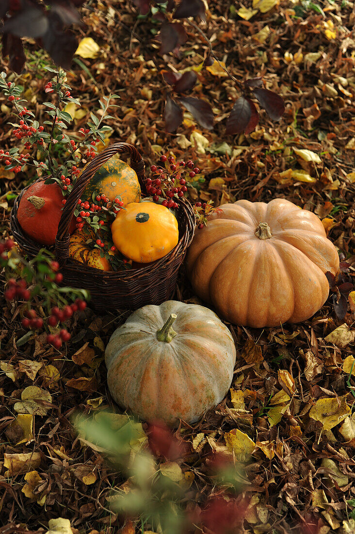 Various pumpkins in the basket and on the ground in the forest