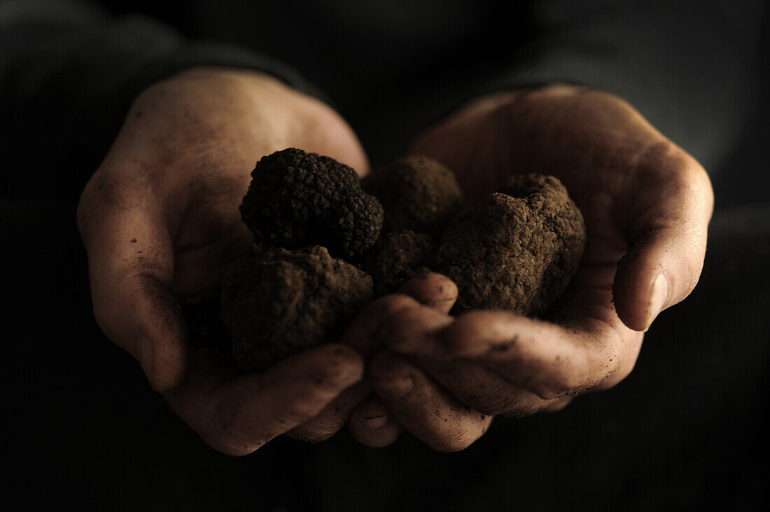 Hands holding fresh truffles