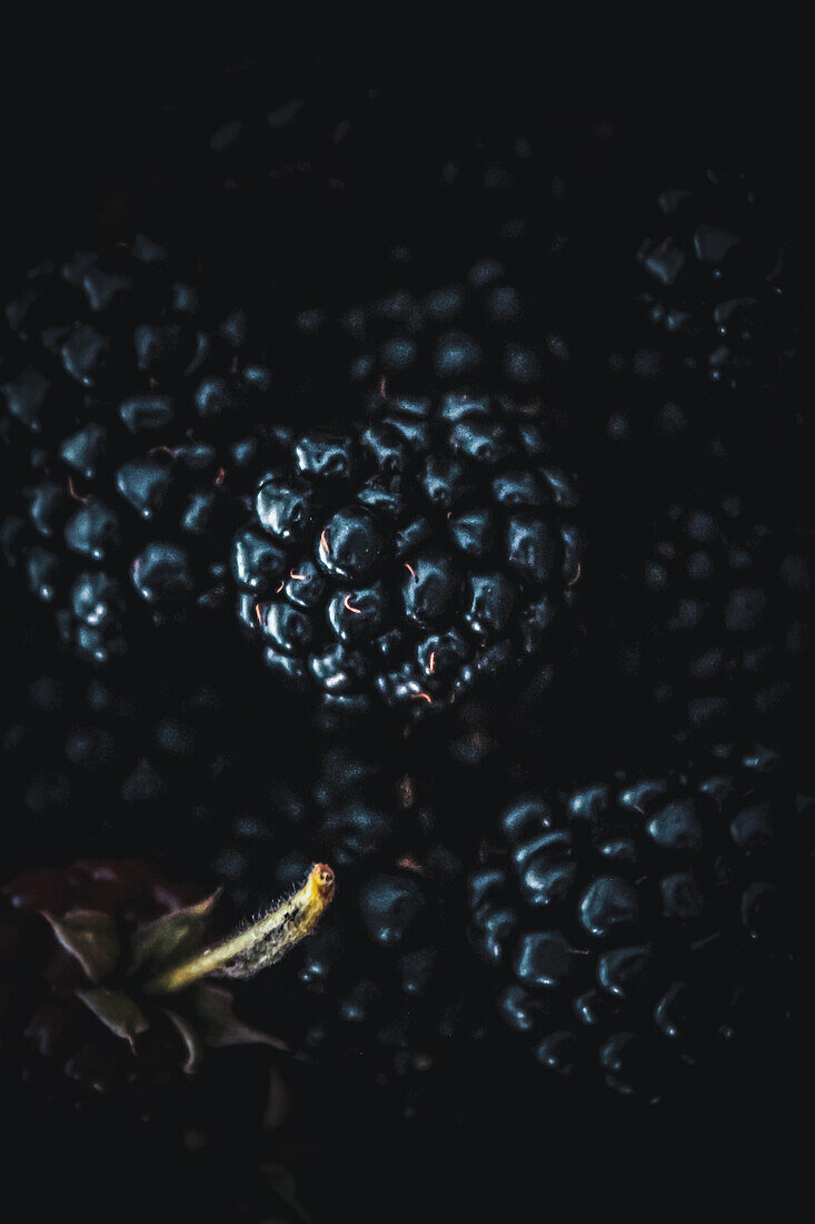 Blackberries (Close Up)