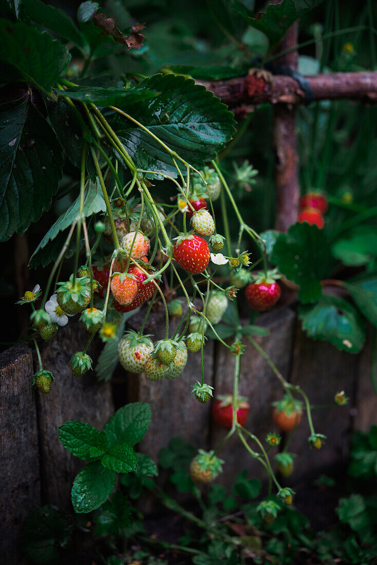 Wild strawberry plant