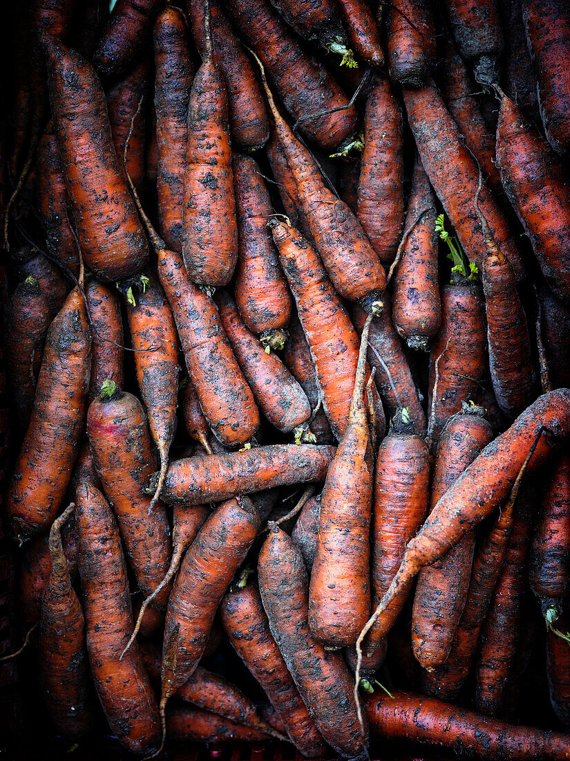 Karotten (bildfüllend)