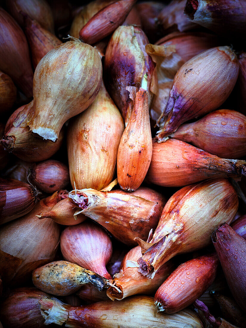 Shallots (screen-filling)