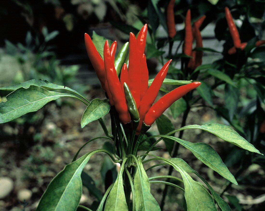 Yatsafusa Peppers on the Plant