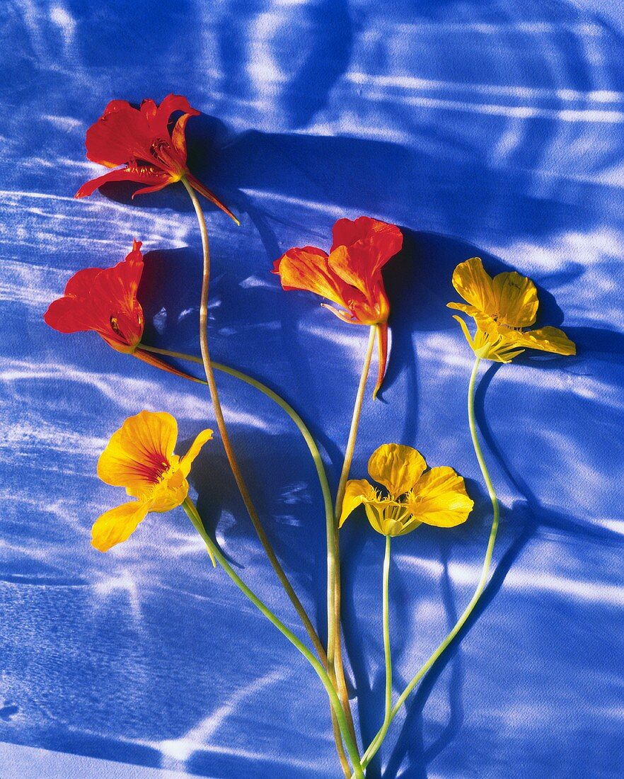 Nasturtiums with a Blue Background