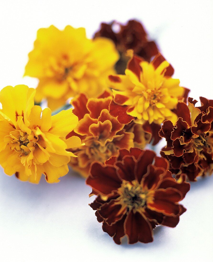 Several Colorful Marigolds