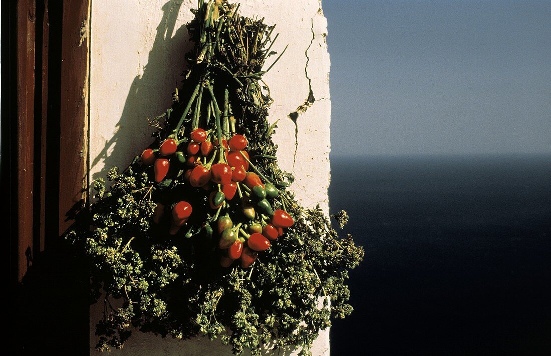 Bouquet of Peppers and Herbs Drying