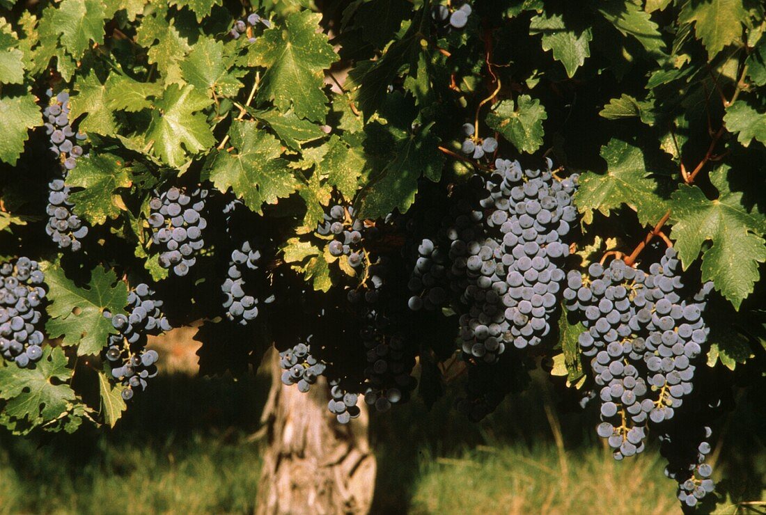 Cabernet Grapes on the Vine