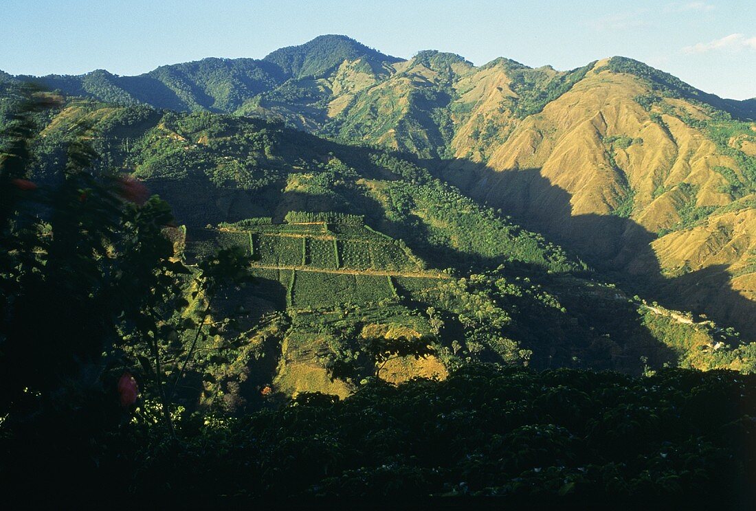 View of Coffee Plantation