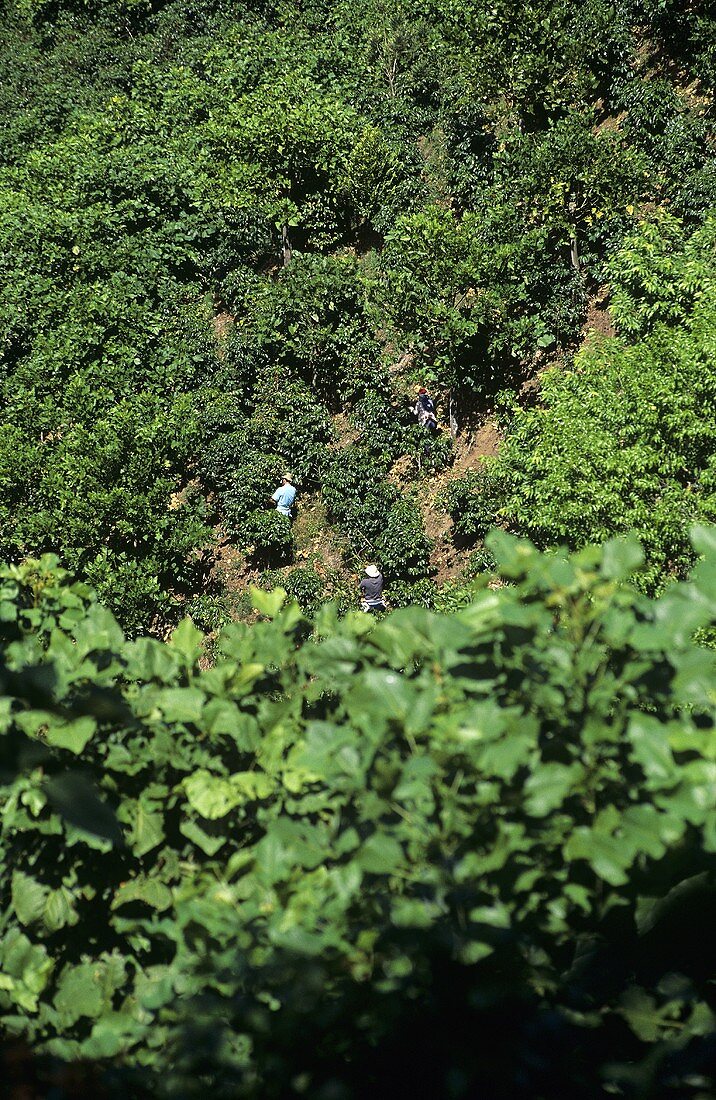 Coffee Beans being picked on Plantation