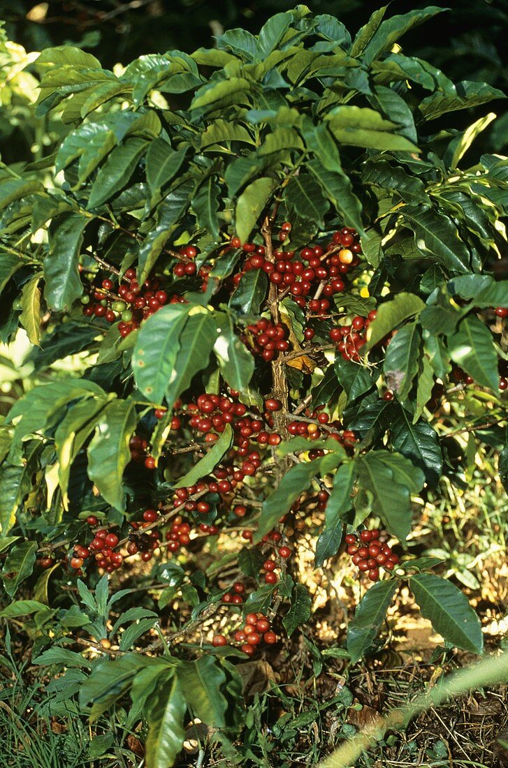 Arabica Coffee Beans on the Plant