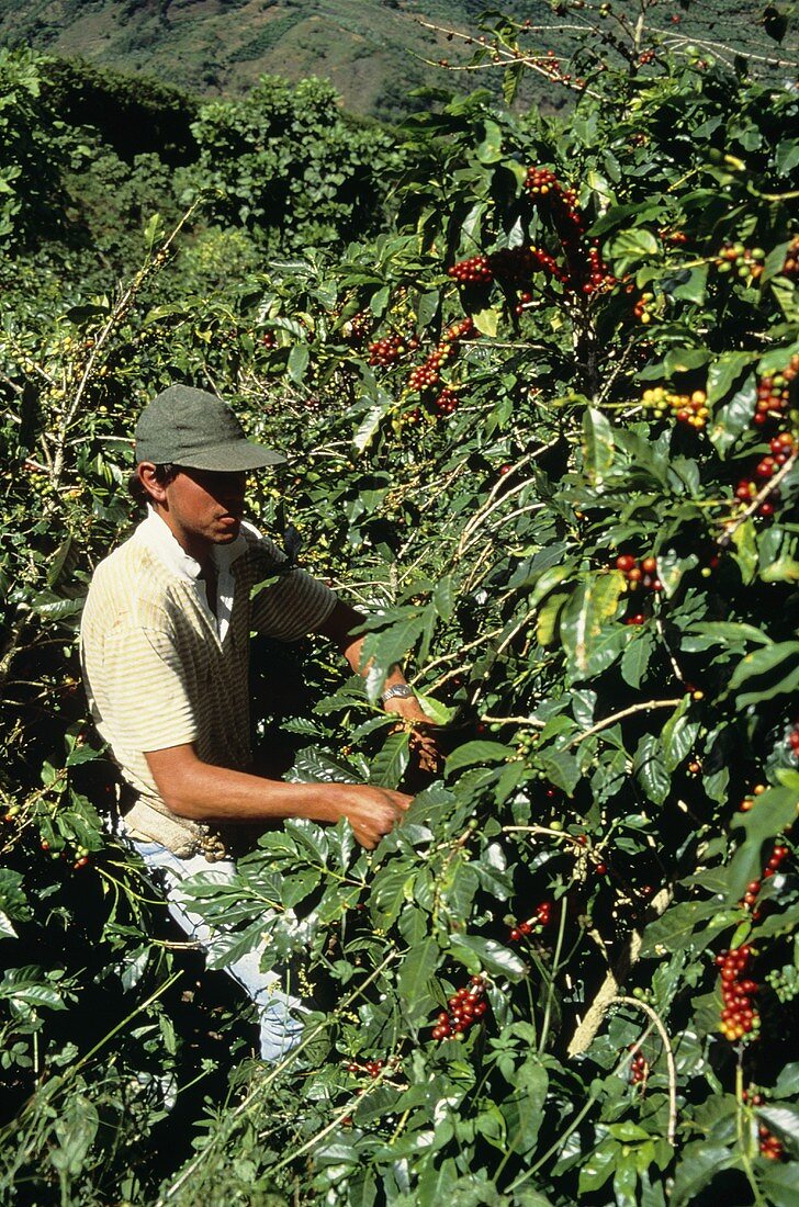 Worker picking Coffee Beans