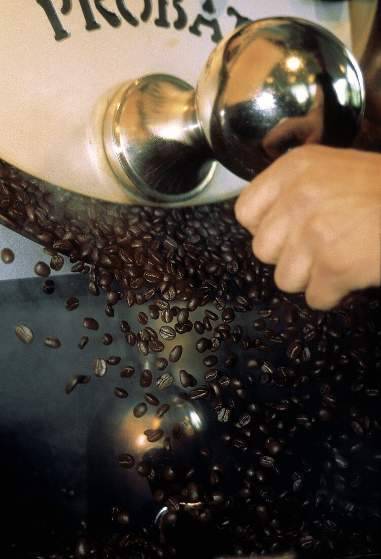 Frisch geröstete Kaffeebohnen fallen aus Röstmaschine