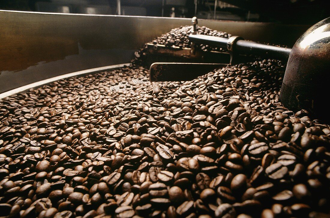 Geröstete Kaffeebohnen kühlen in Maschine aus