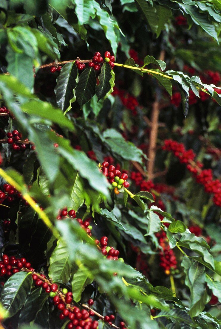 Coffee Berries at the Branch