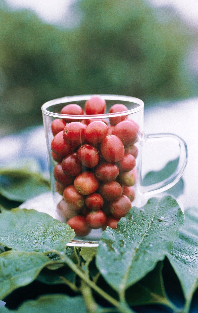 Clear Mug with Coffee Berries