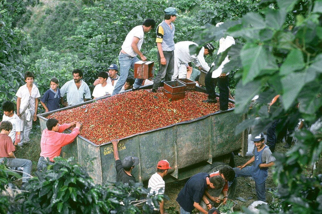 Loading harvested coffee beans  into a trailer; Costa Rica