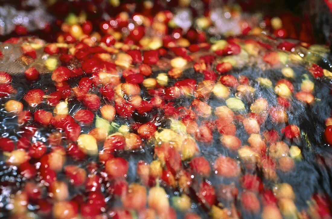 Freshly washed coffee cherries falling out of the machine