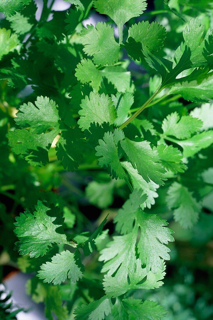 Fresh Cilantro