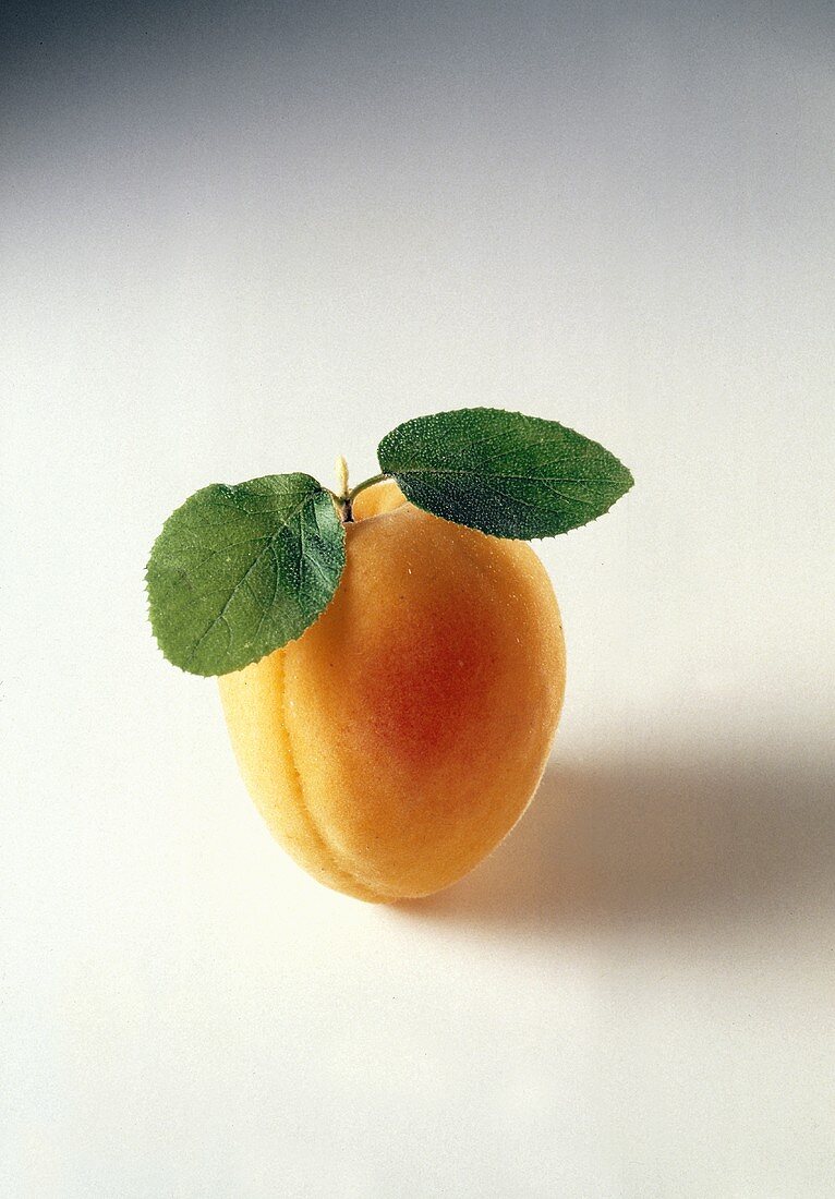 An apricot