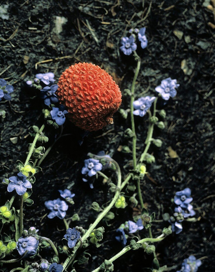 Eine Lychee (ungeschält) auf Pflanzen mit lila Blüten