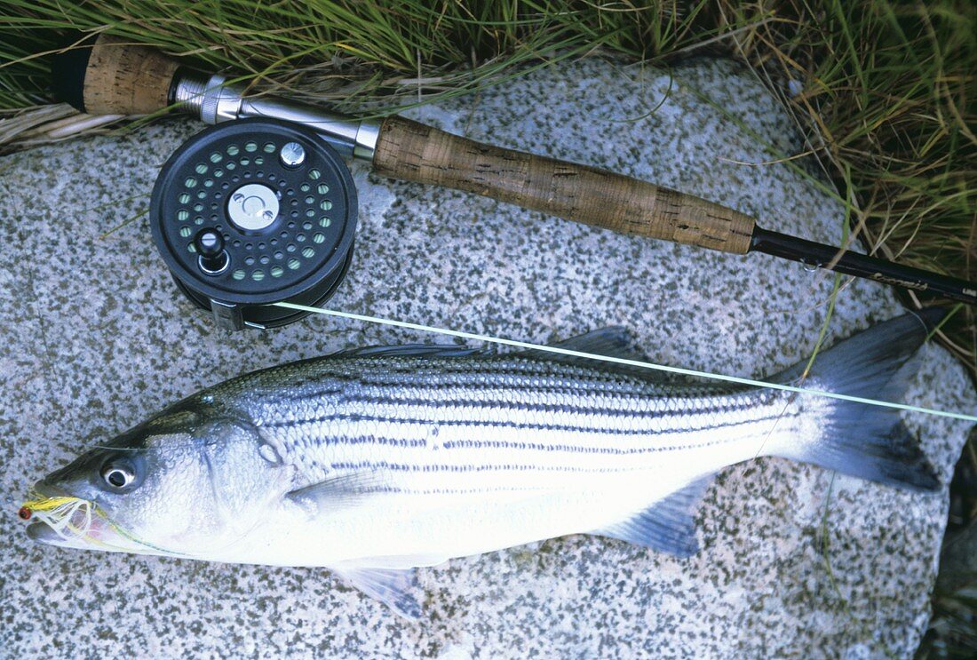 Fresh Striped Bass with Fishing Pole