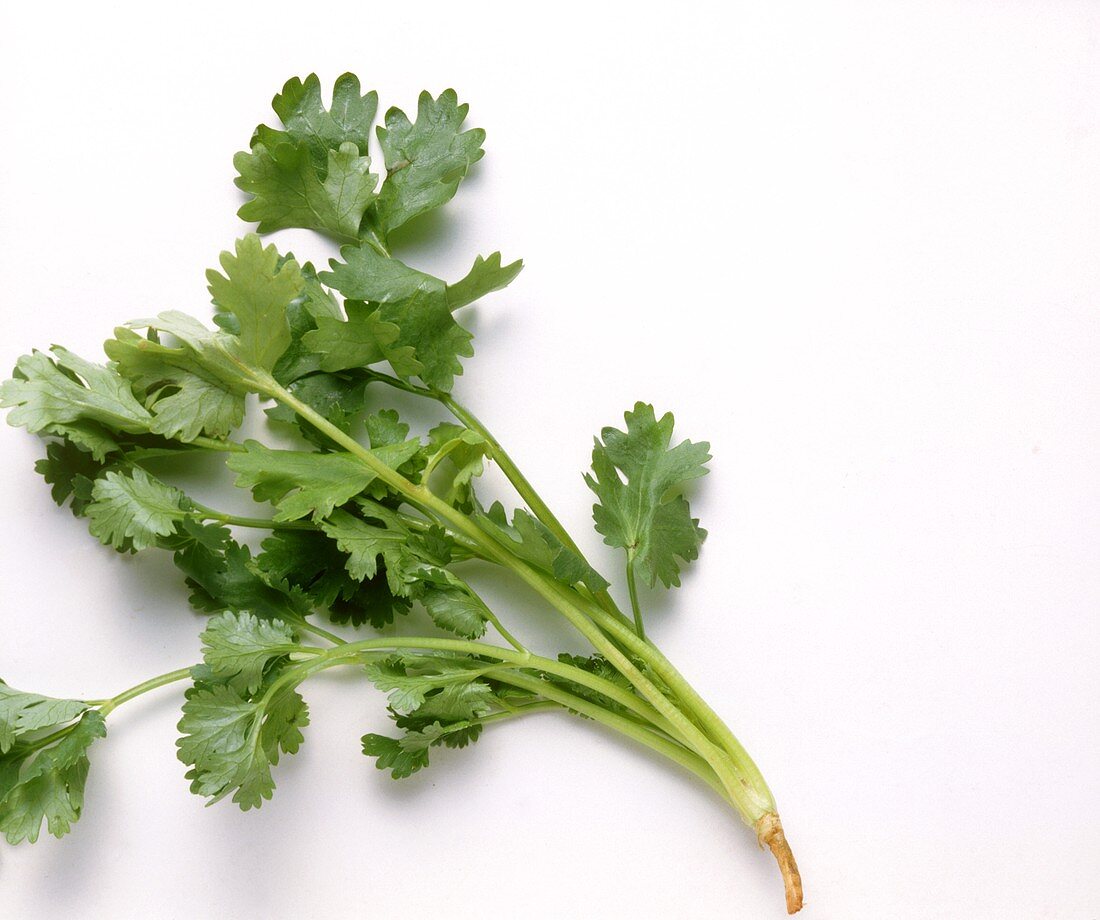 Fresh Coriander