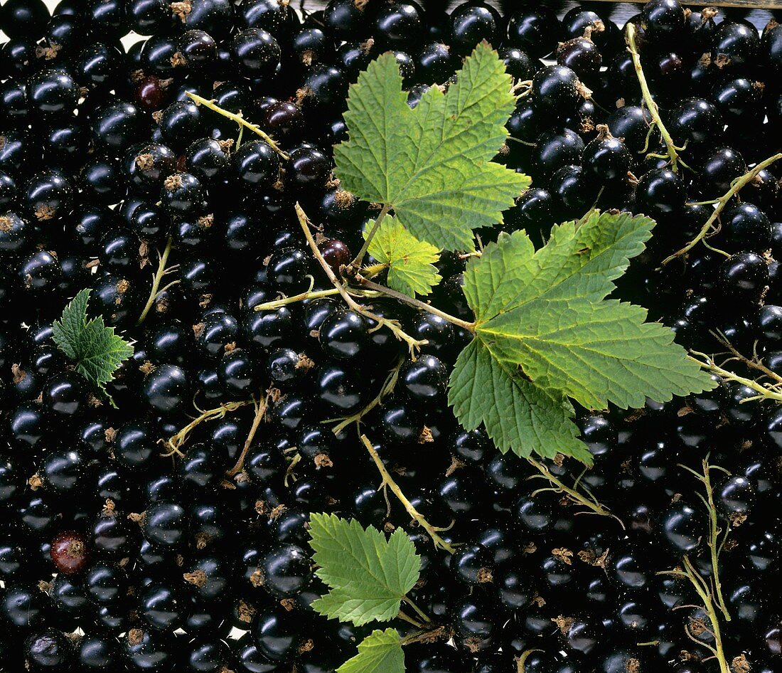 Schwarze Johannisbeeren