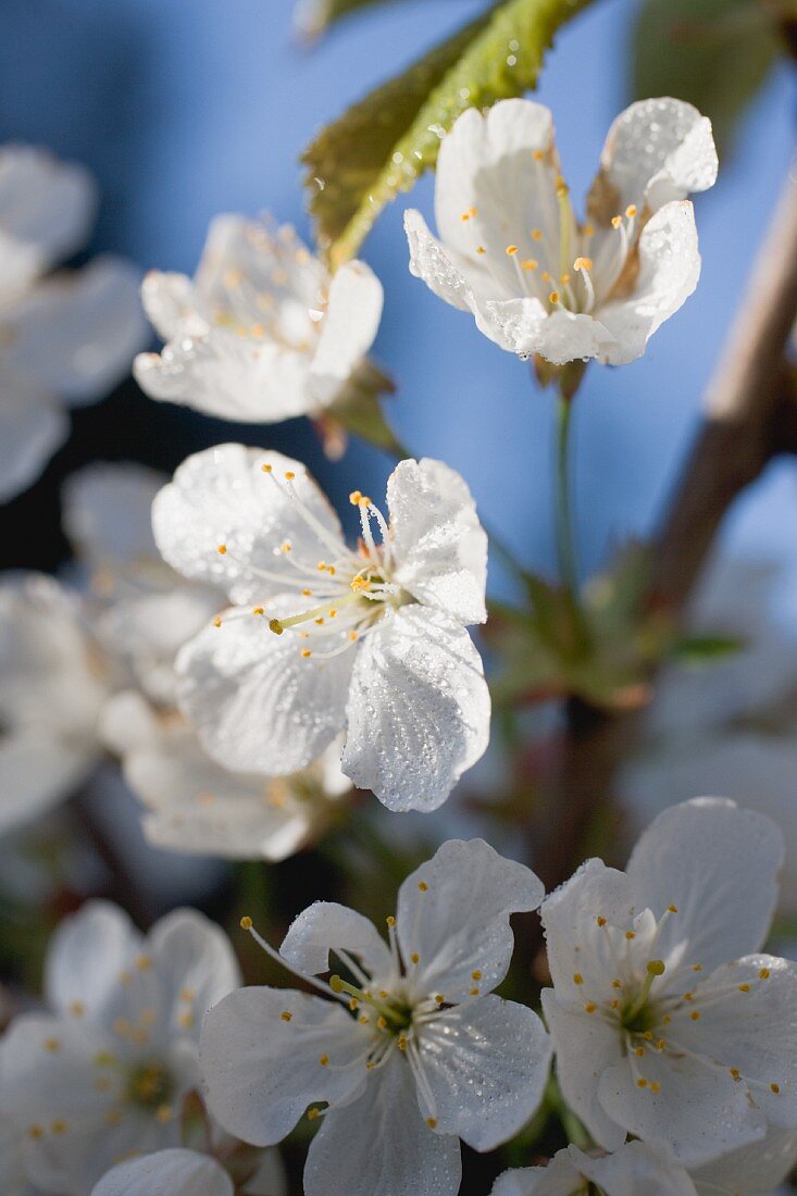 Kirschblüten am Zweig (Close Up)