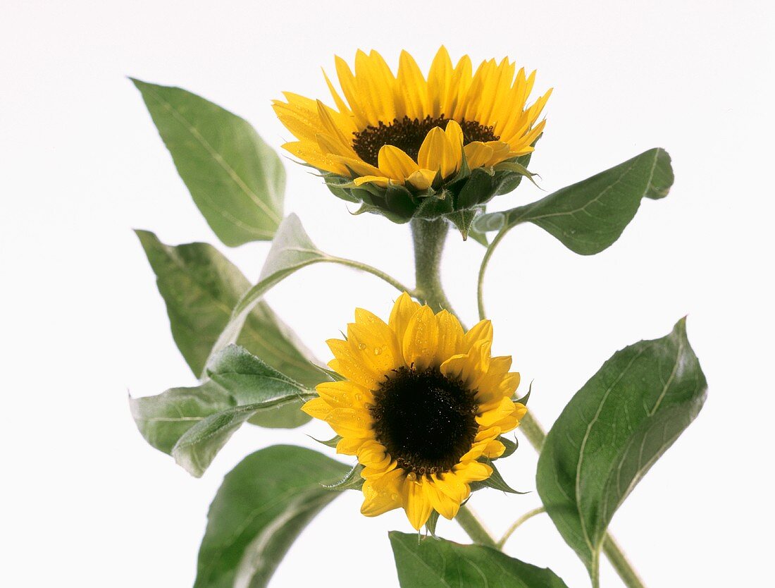 Sonnenblume vor weißem Hintergrund