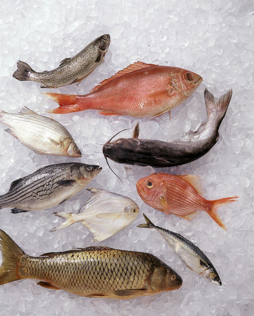 Verschiedene frische Süß- und Meerwasserfische auf Eis