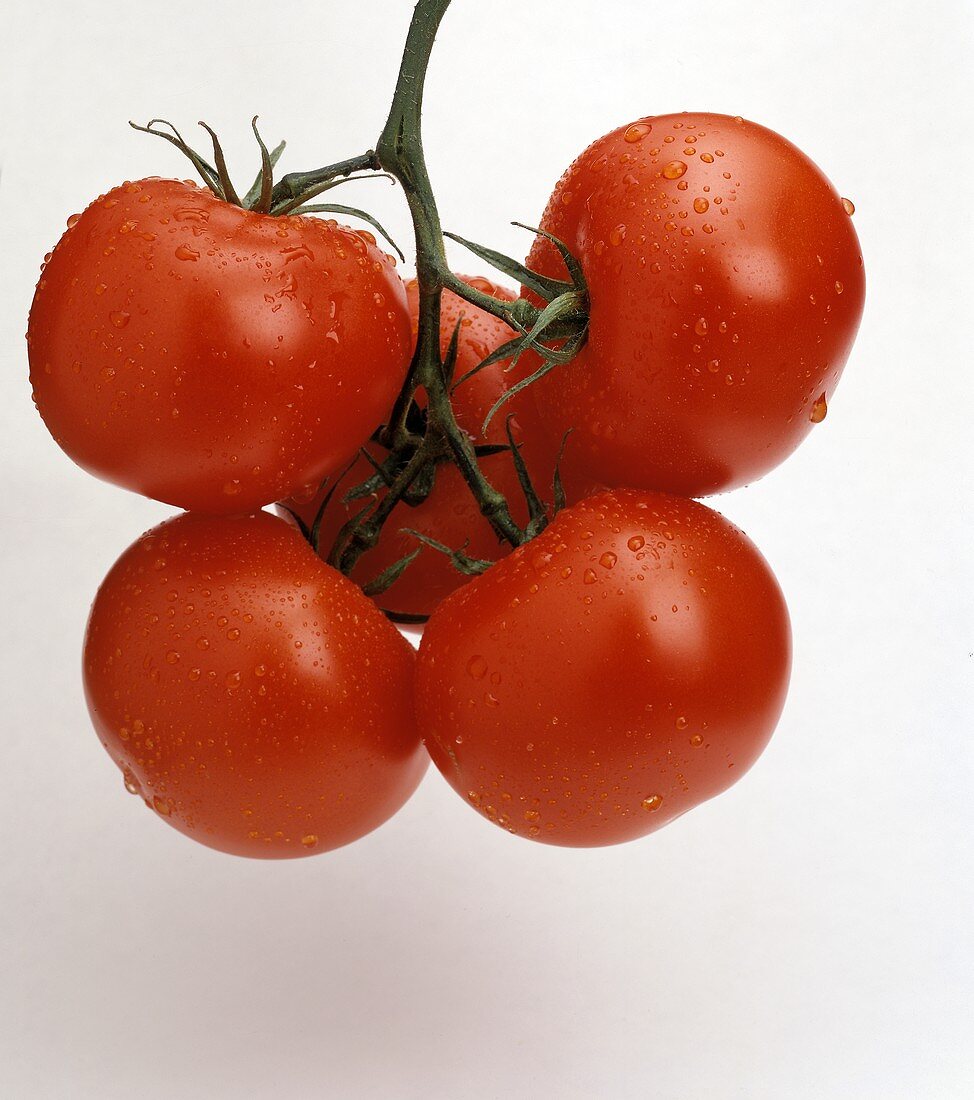 Five Tomatoes Hanging on Vine