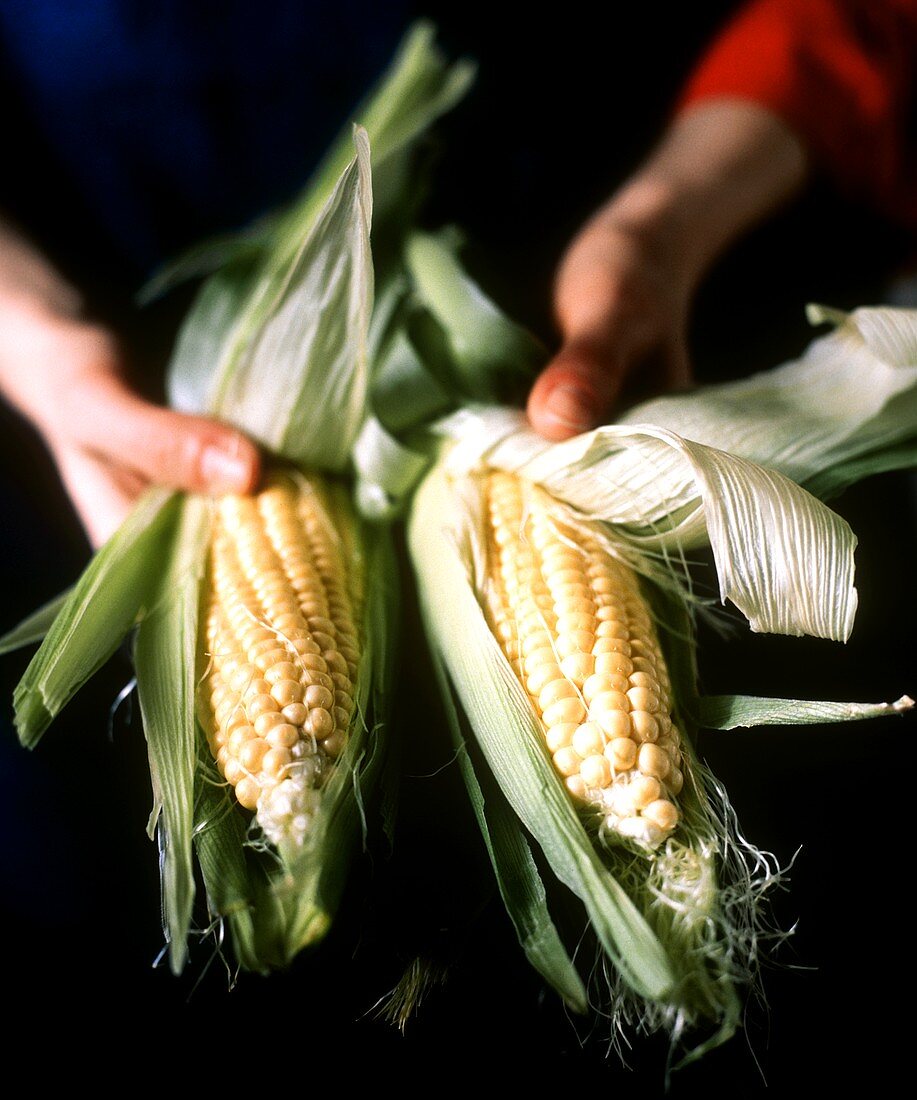 Fresh Corn on the Cob