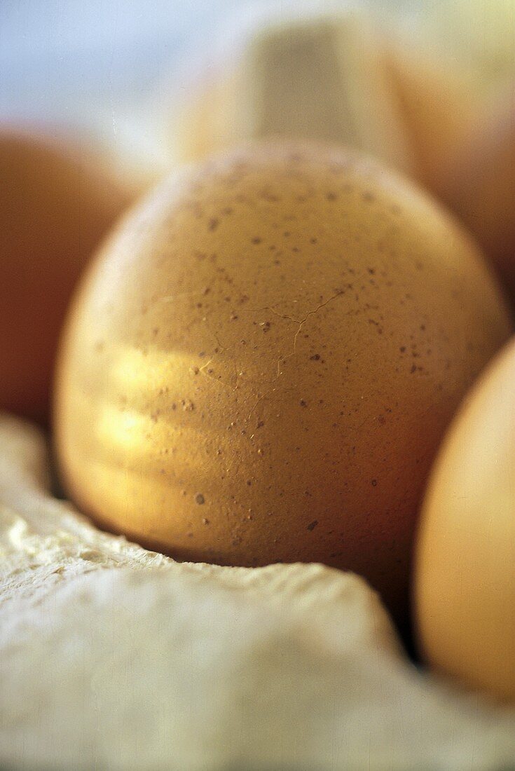 Brown Eggs in the Carton; Close Up