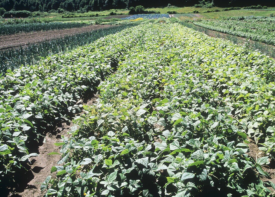 A Field of Organic Green Beans