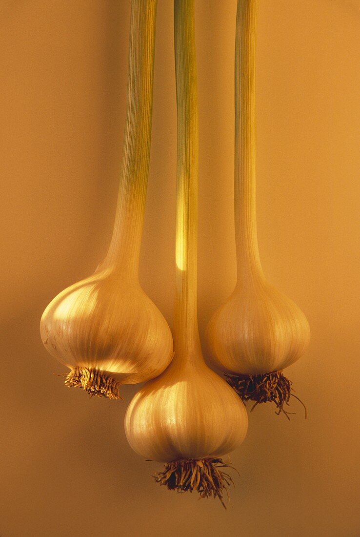 Fresh Garlic