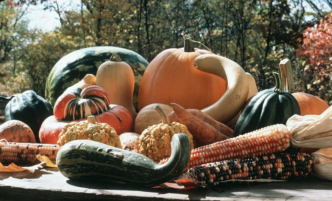 Herbstliches Stillleben mit Kürbissen und Mais