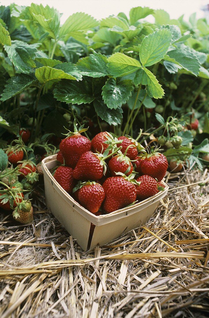 Frische Erdbeeren im Körbchen auf dem Feld