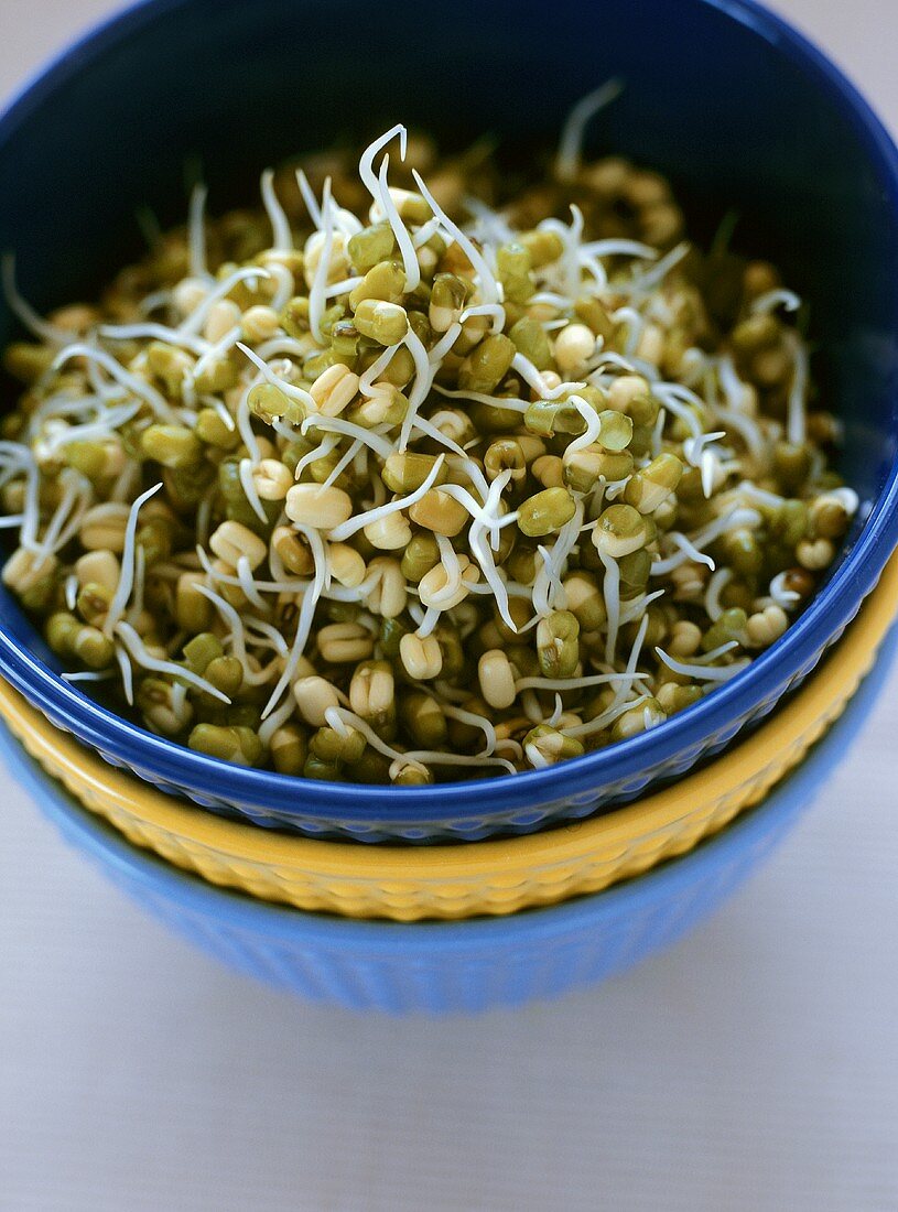 Mung Bean Sprouts