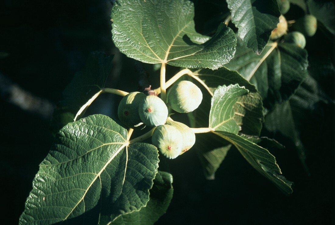 Figs on the Branch