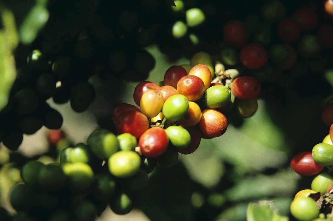 Grüne & rote Kaffeekirschen am Zweig
