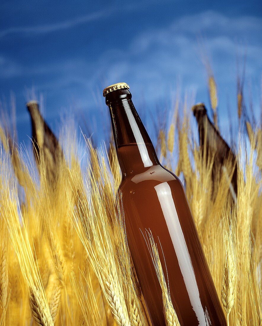 Wheat Beer