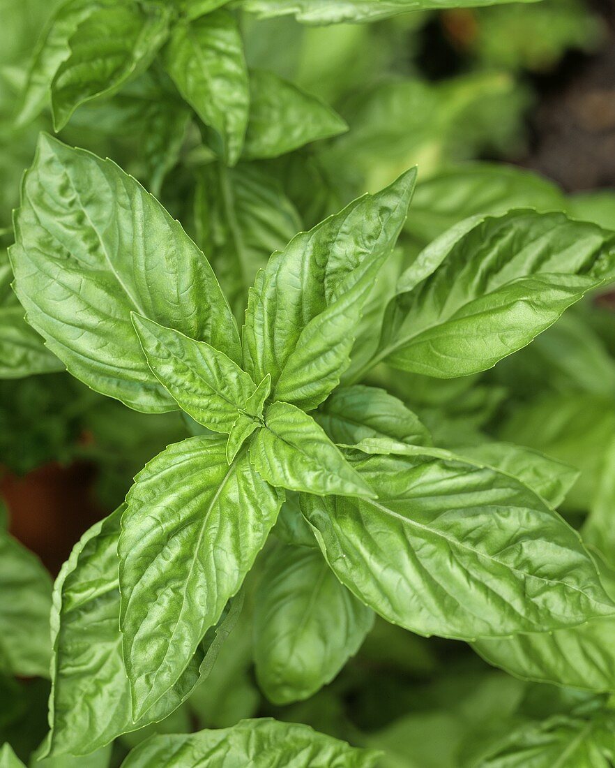 Basil Plant