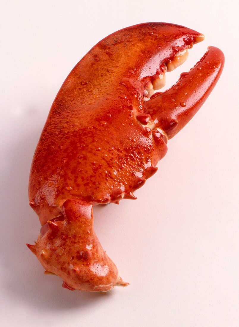 A Lobster Claw
