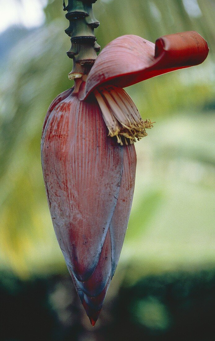 Banana Blossom