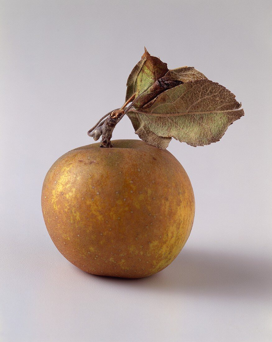 Large Asian Pear (Hosui)